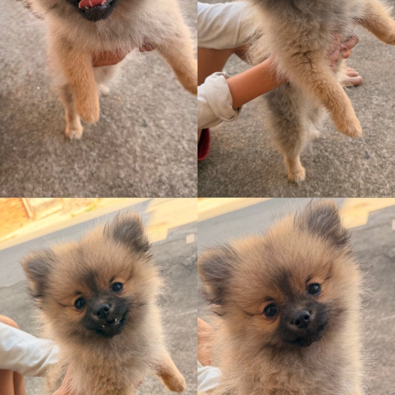 Vendo filhote de Spitz alemão