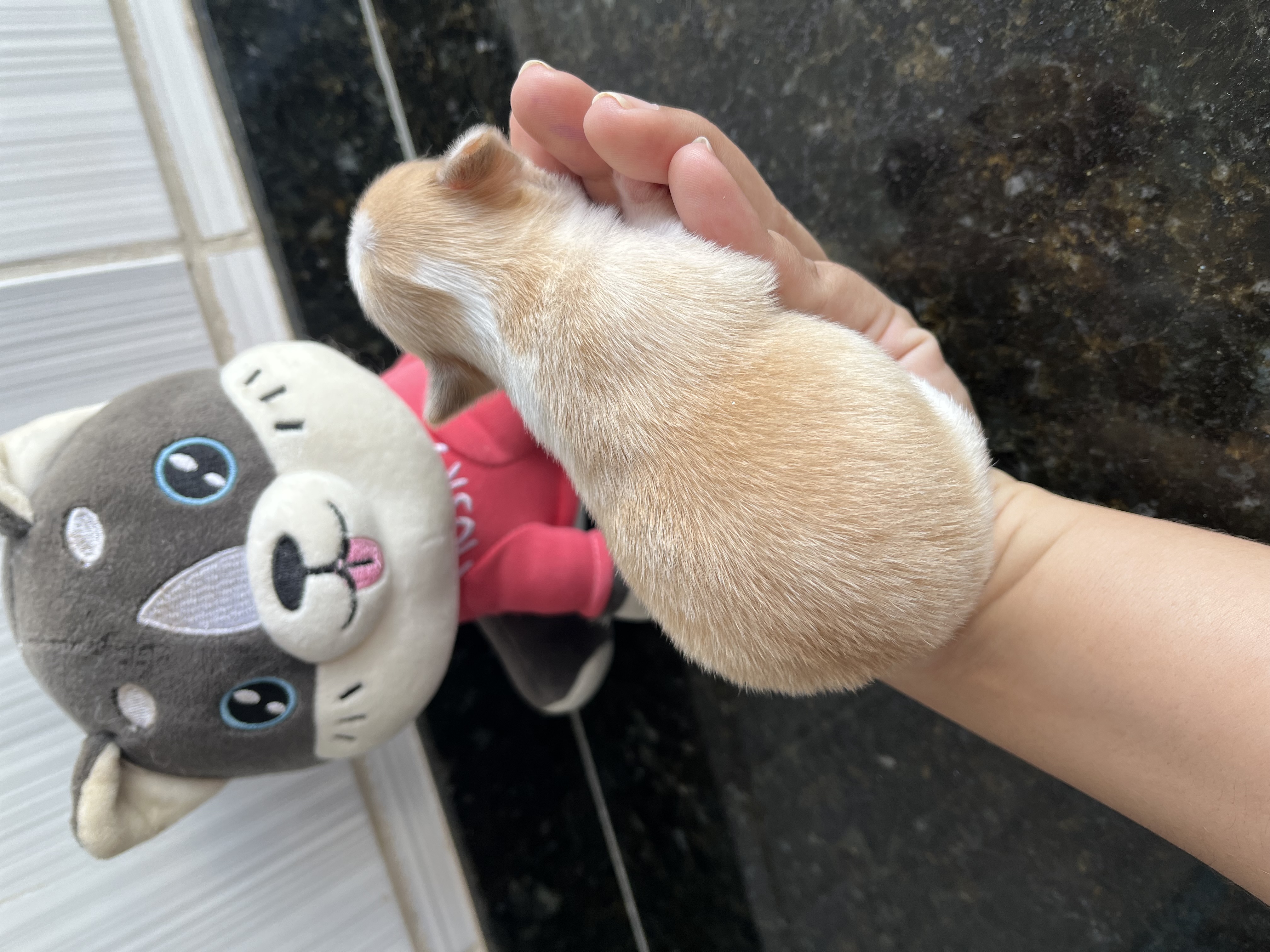 Portal Vendocão Lindo machinho  Três Marias