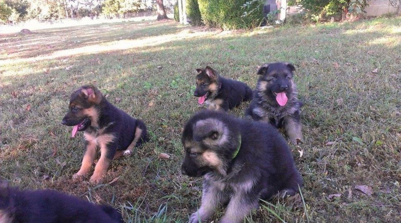 Portal Vendocão Vendo lindos filhotes de pastor Alemão capa preta  Cuiabá 