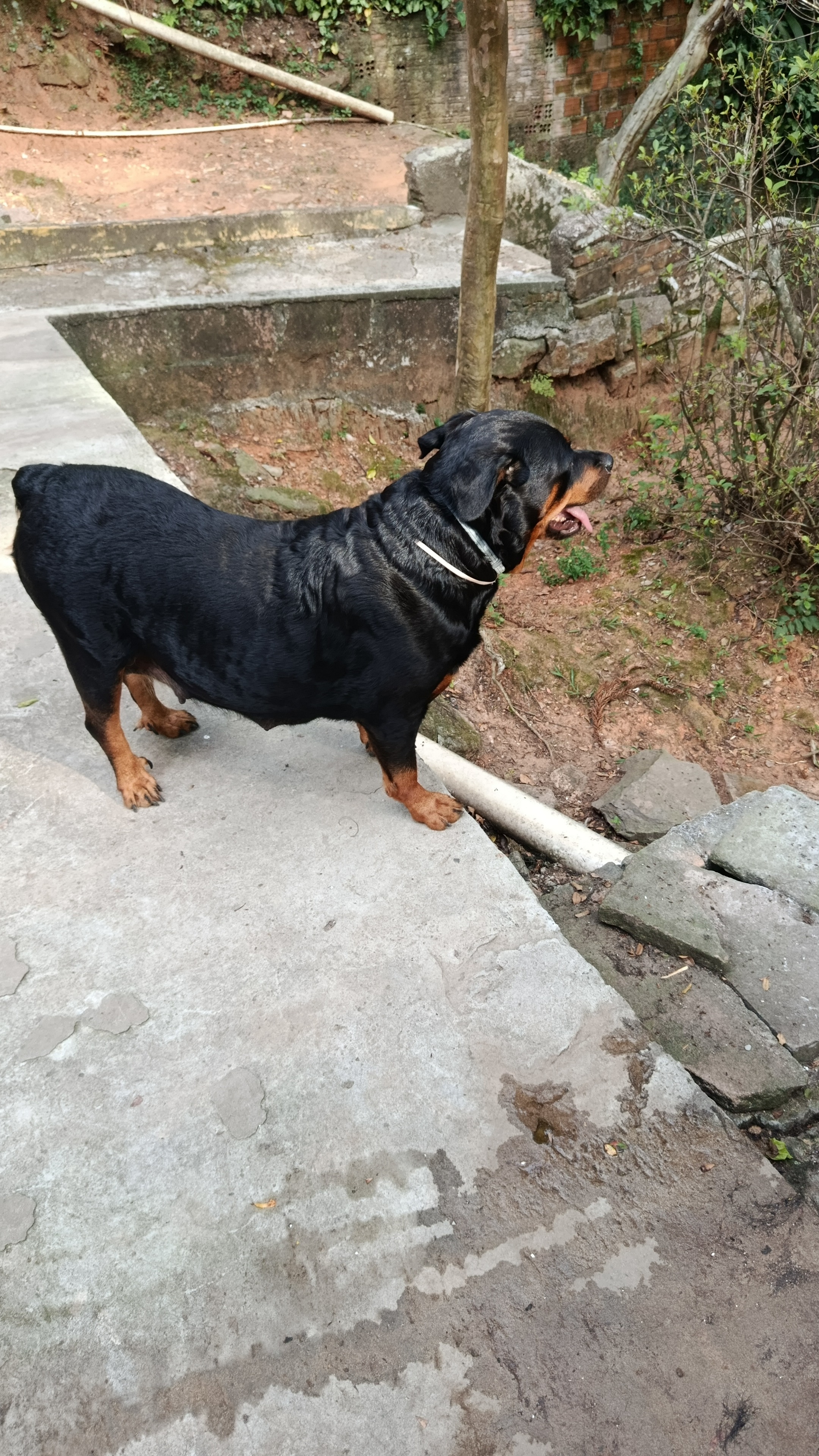 Portal Vendocão Filhotes dosponiveis Porto Alegre 