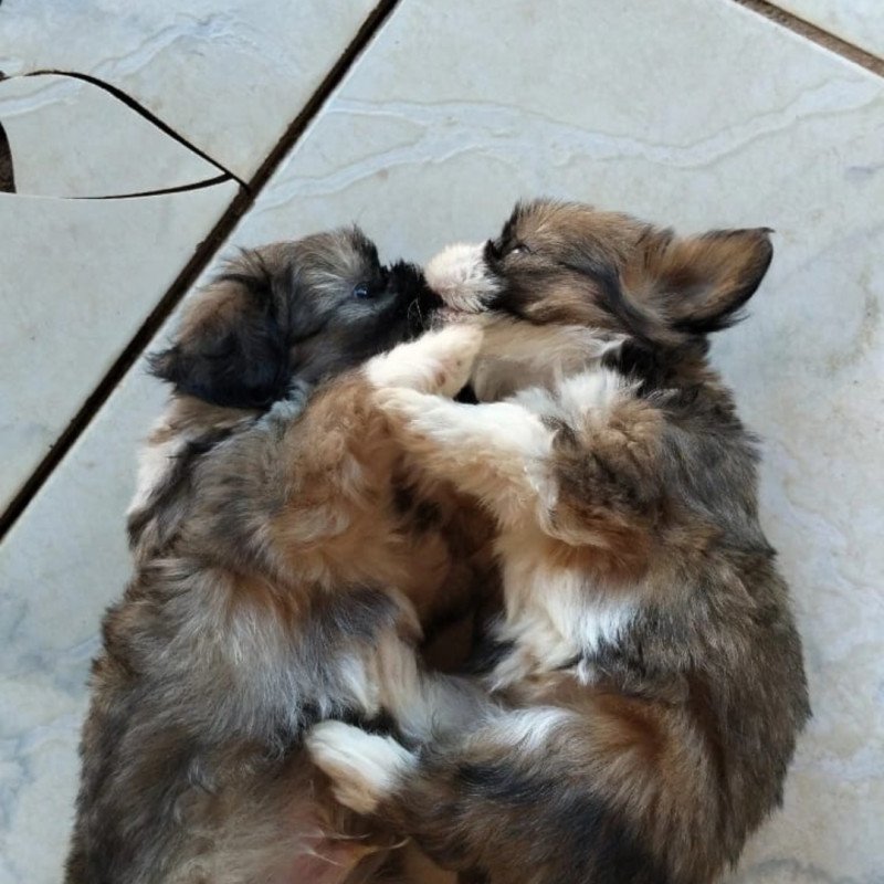 Casal de Shitzu macho e fêmea! 40 dias! - Foto 1