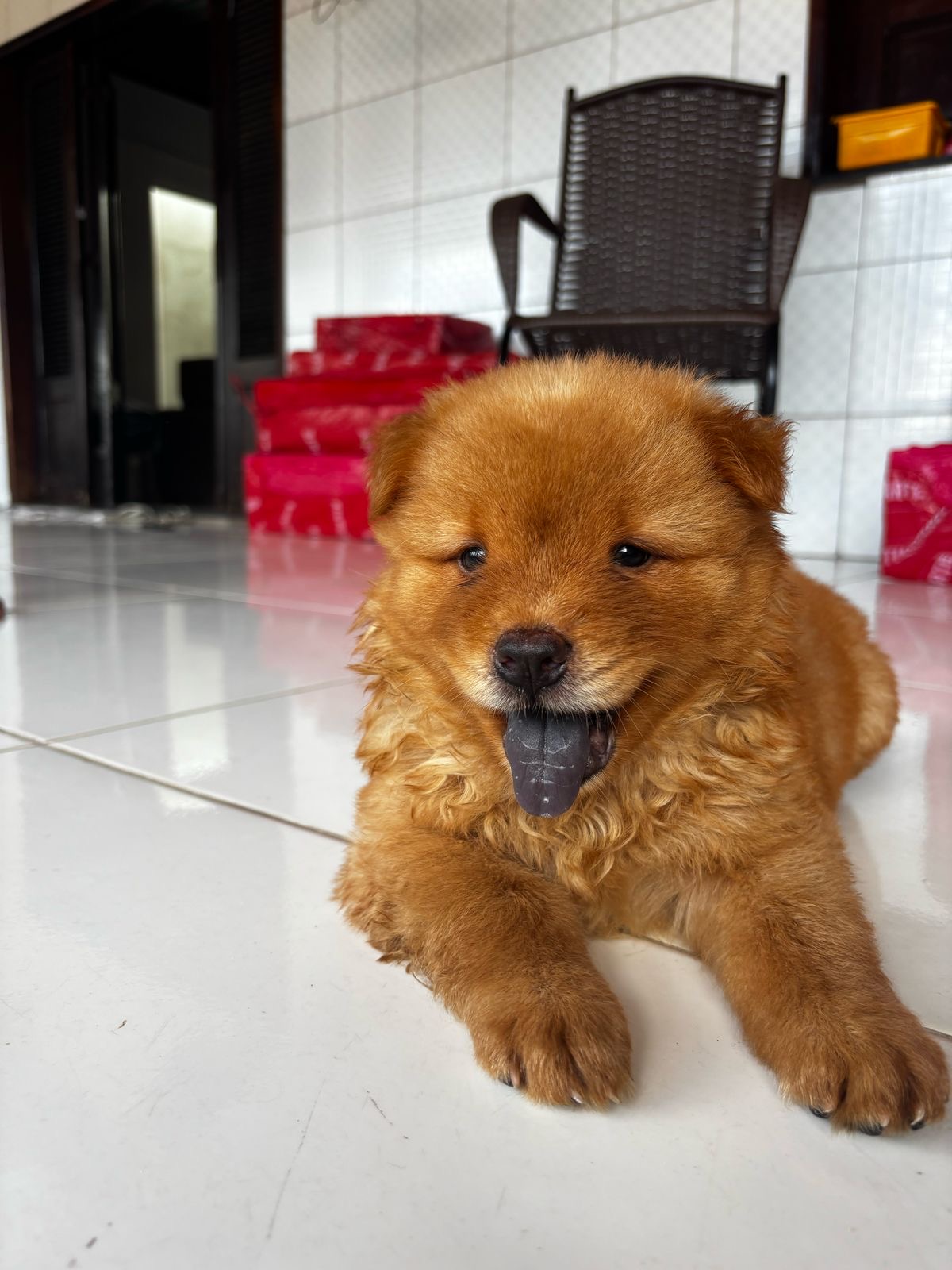 Portal Vendocão Vendo filhotes de Chowchow puro São luis