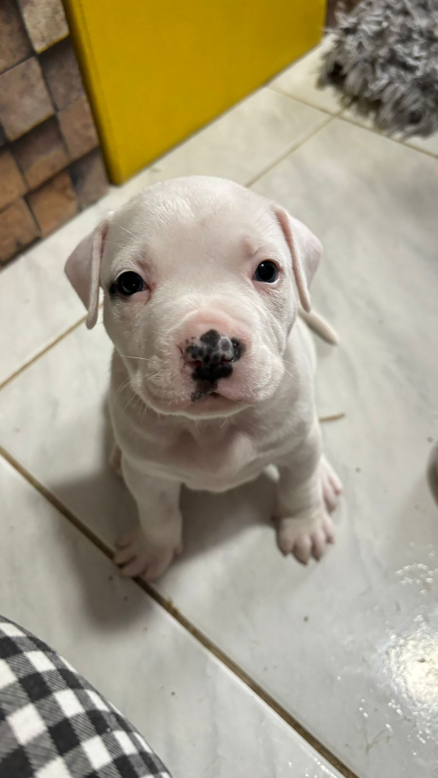 Filhotes de American Staffordshire a venda - Foto 3