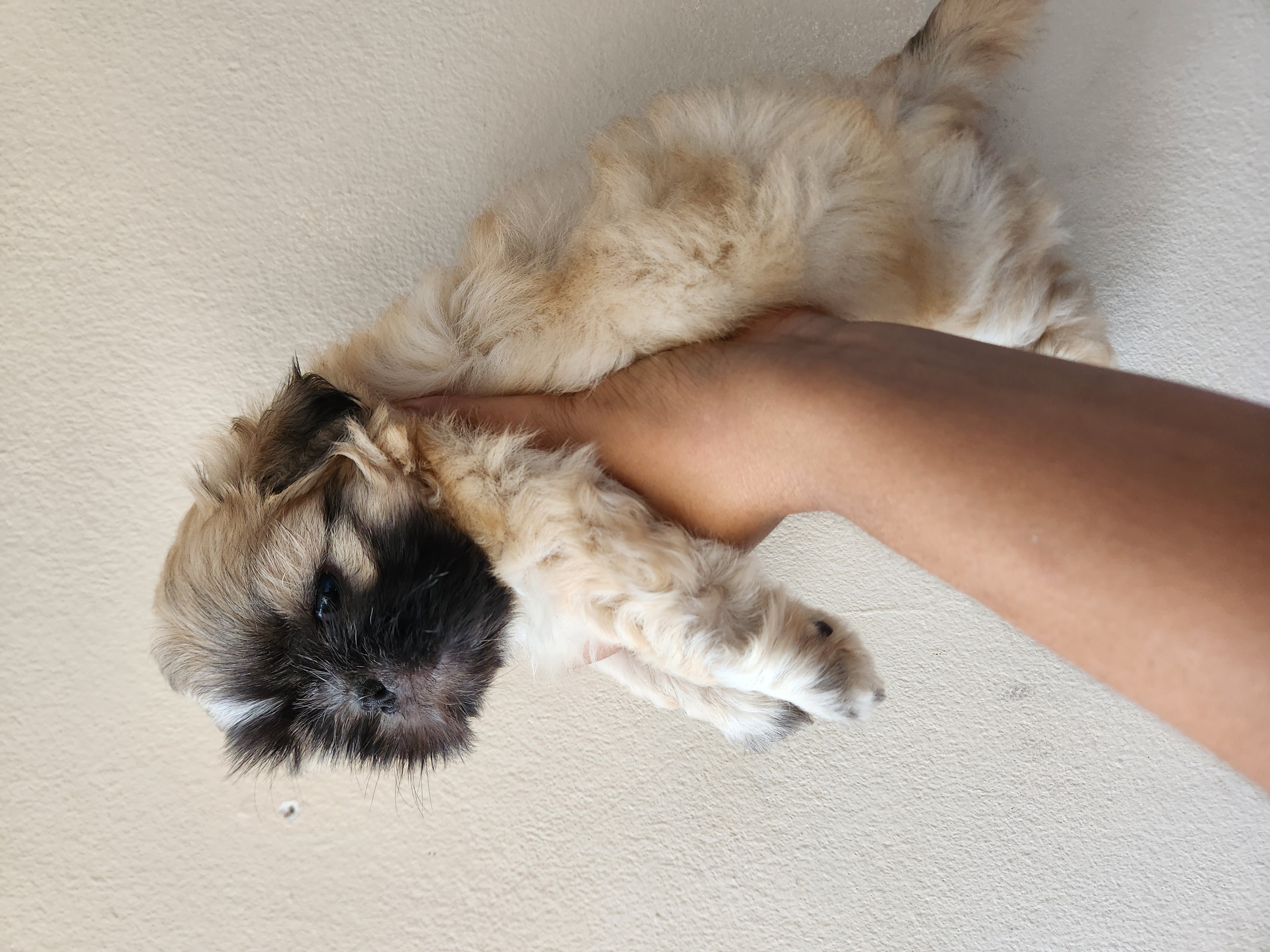 Shih tzu  - Foto 1