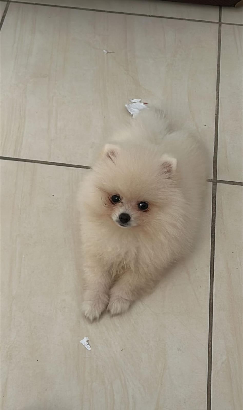 Filhote Lulu da Pomerânia (Spitz Alemão) - Foto 4