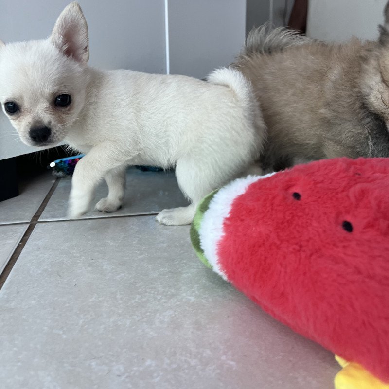 Lindos filhotes chihuahua e Lulu da Pomerânea - Foto 2