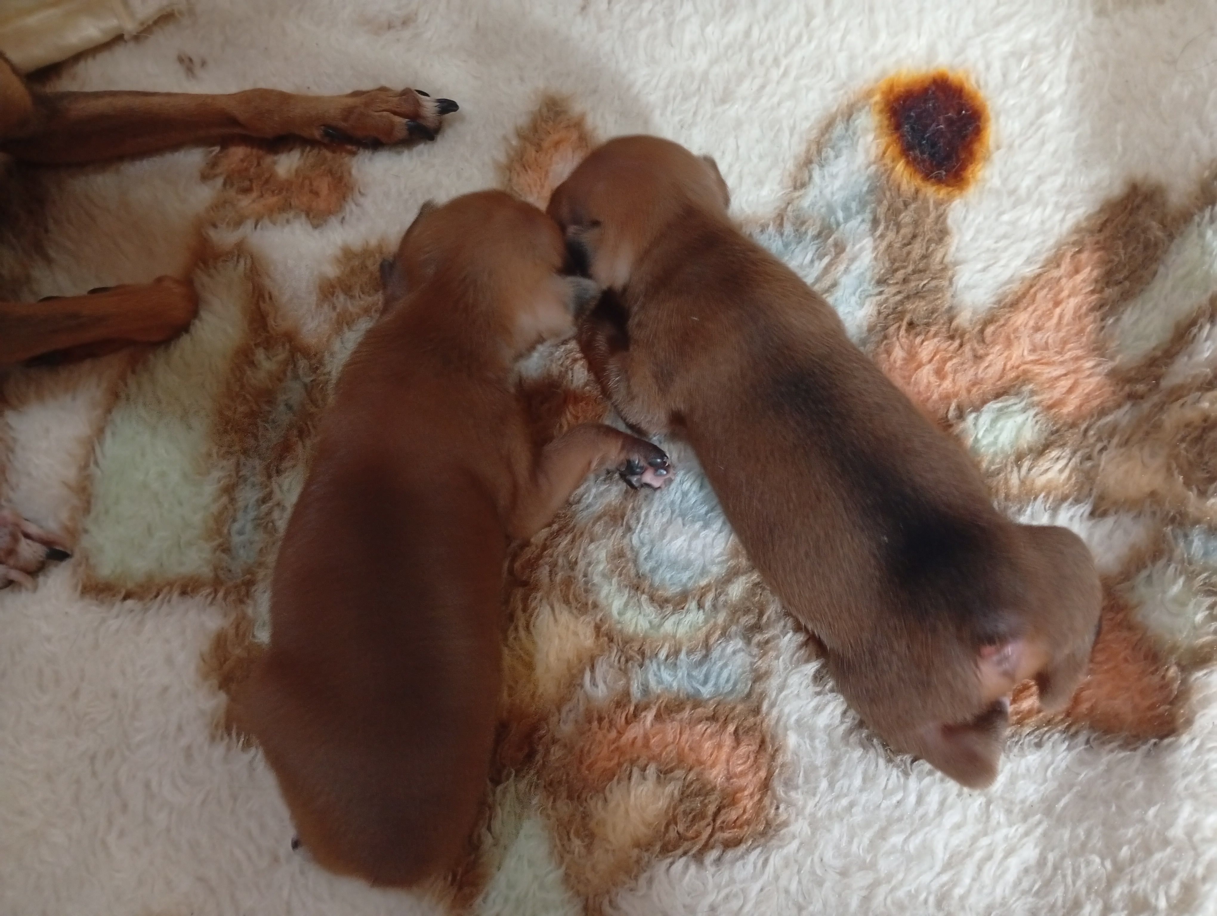 Portal Vendocão Pinscher macho Parauapebas 