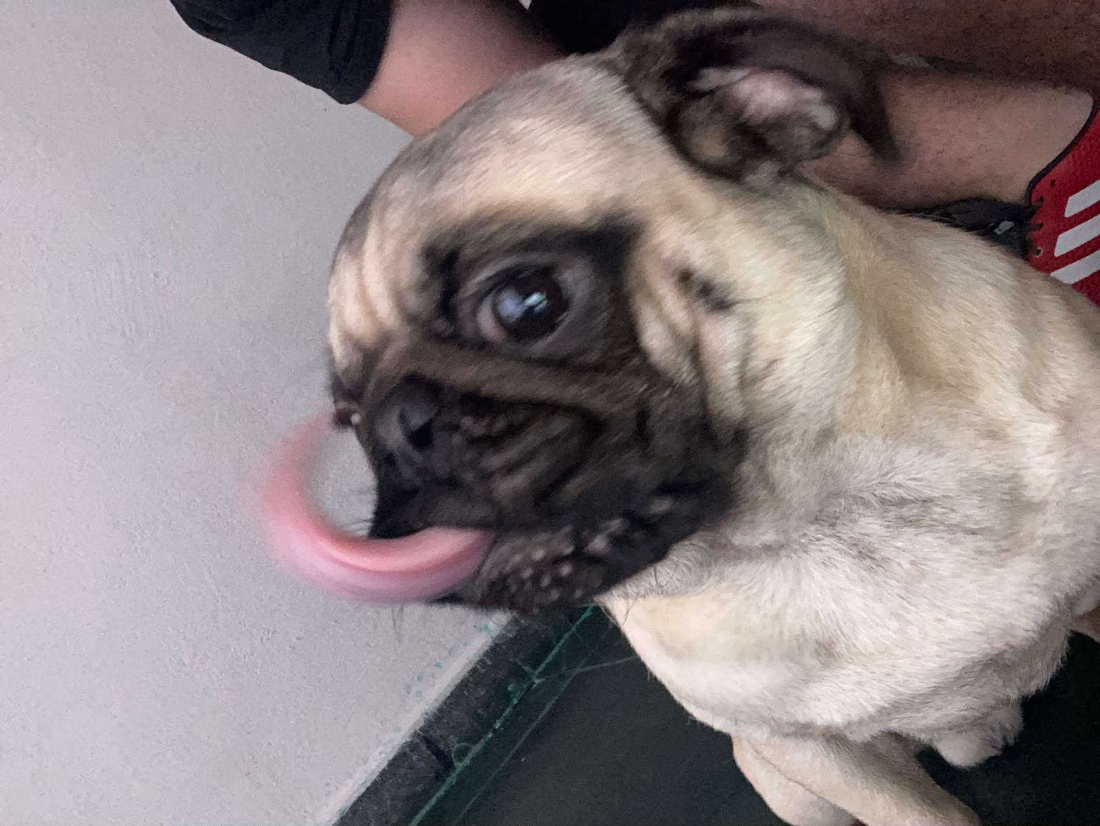 Vendo Lindas Filhotes de Pug - Foto 4