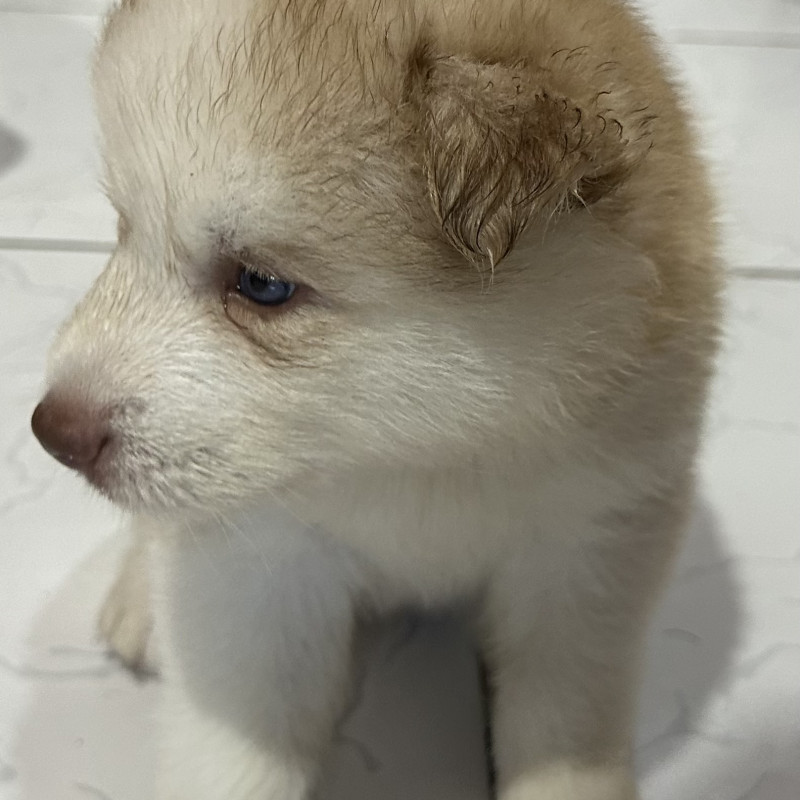FILHOTES DE HUSKY SIBERIANO MACHOS - Foto 1