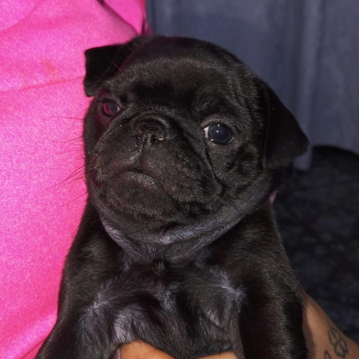 Filhotes de Pug - Foto 2