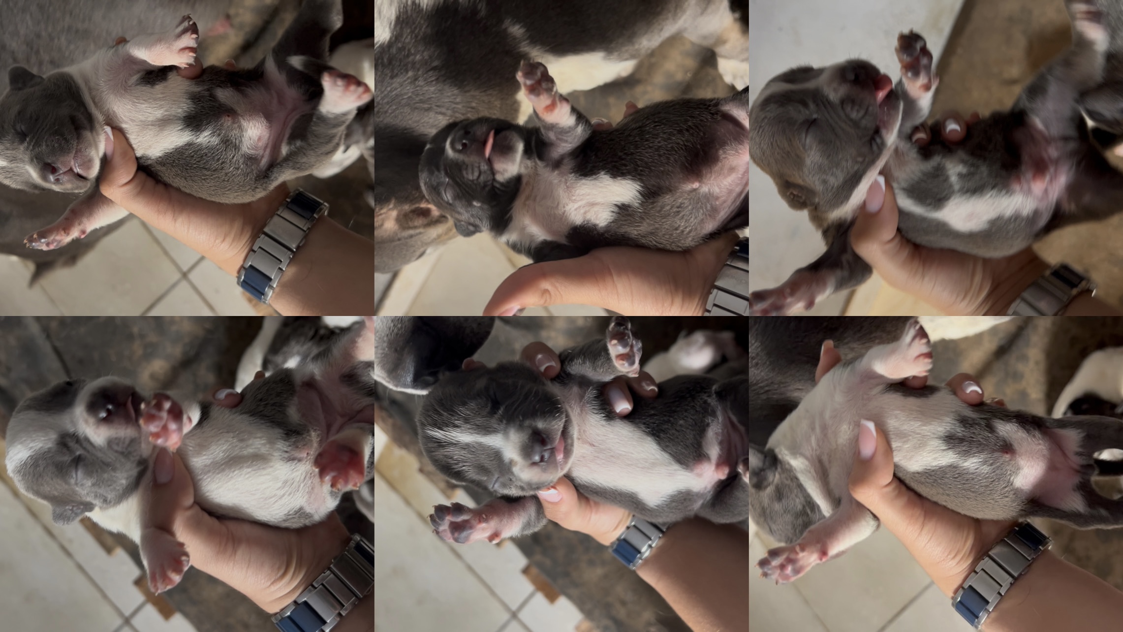 Portal Vendocão Filhotes de American Bully  Aparecida de Goiânia 