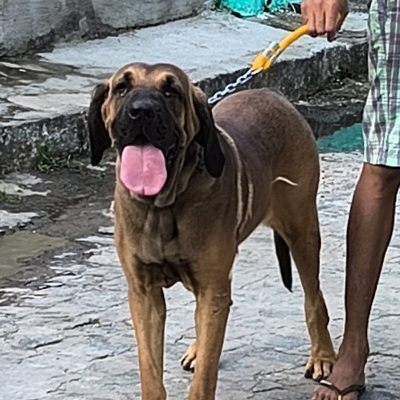 Vendo femea fila brasileiro - Foto 1