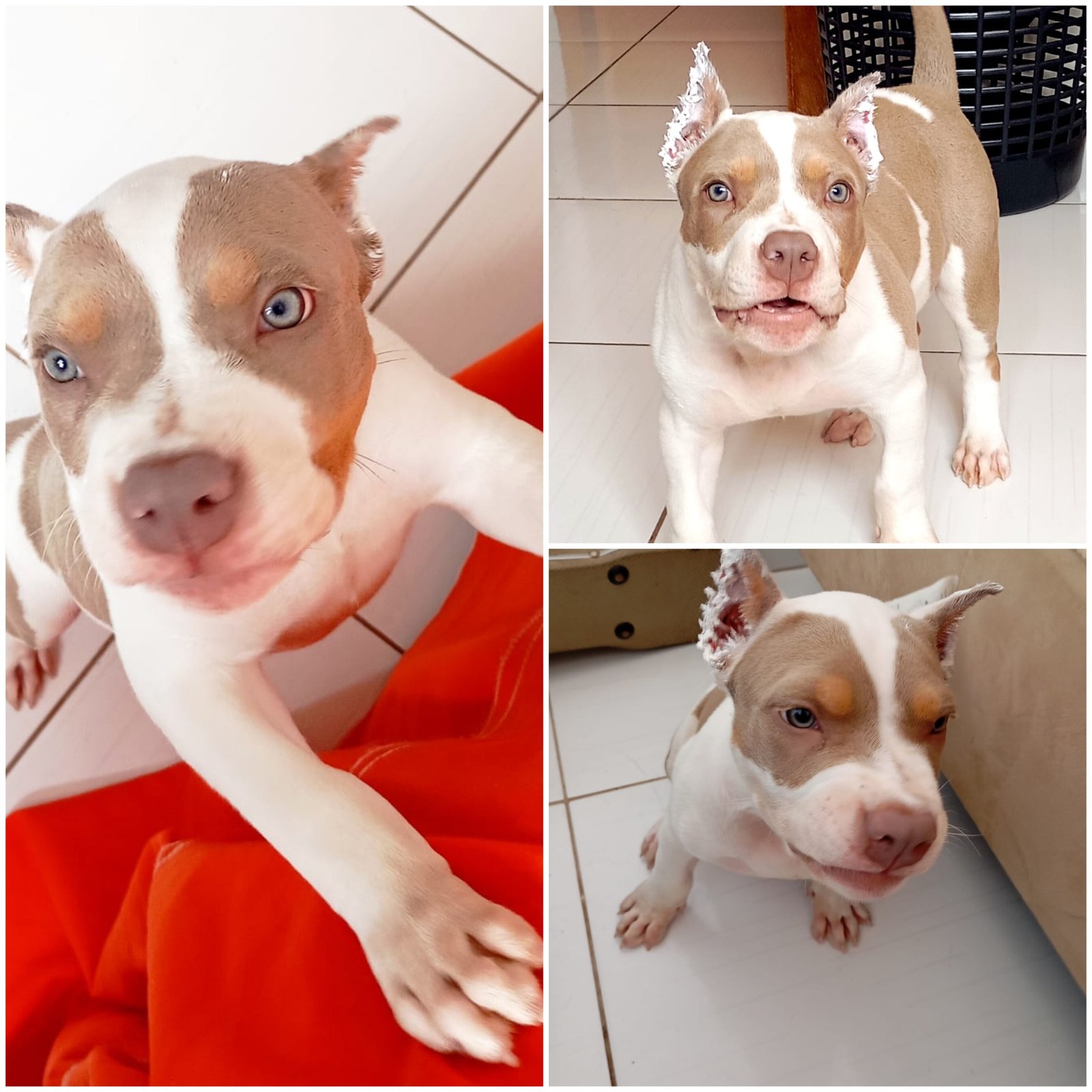 American Bully standard, 4 meses .. 2 mil … - Foto 1