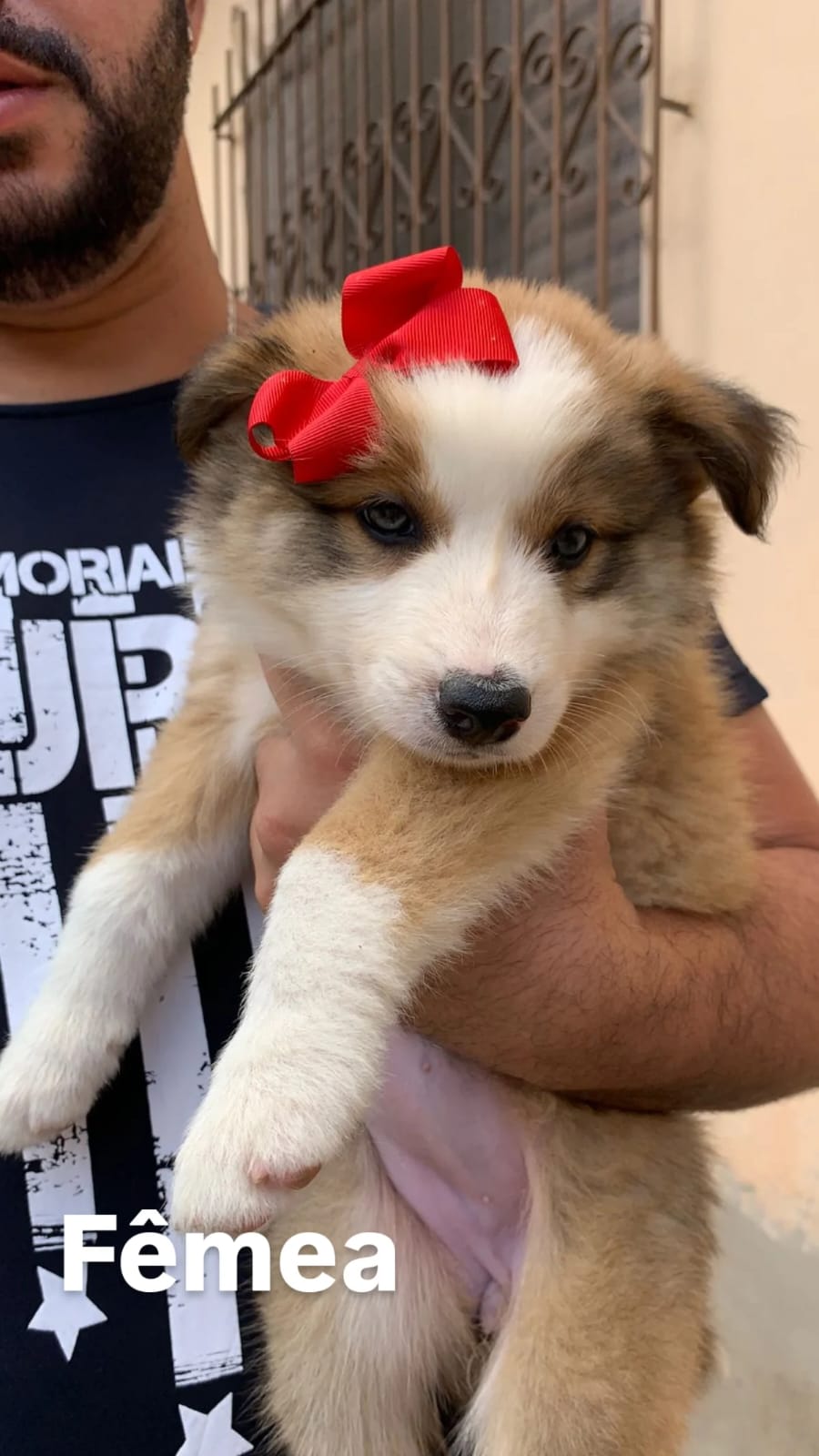 Portal Vendocão Filhotes de Border Collie à Venda - Inteligência e Lealdade em Cada Filhote! Santa Luzia