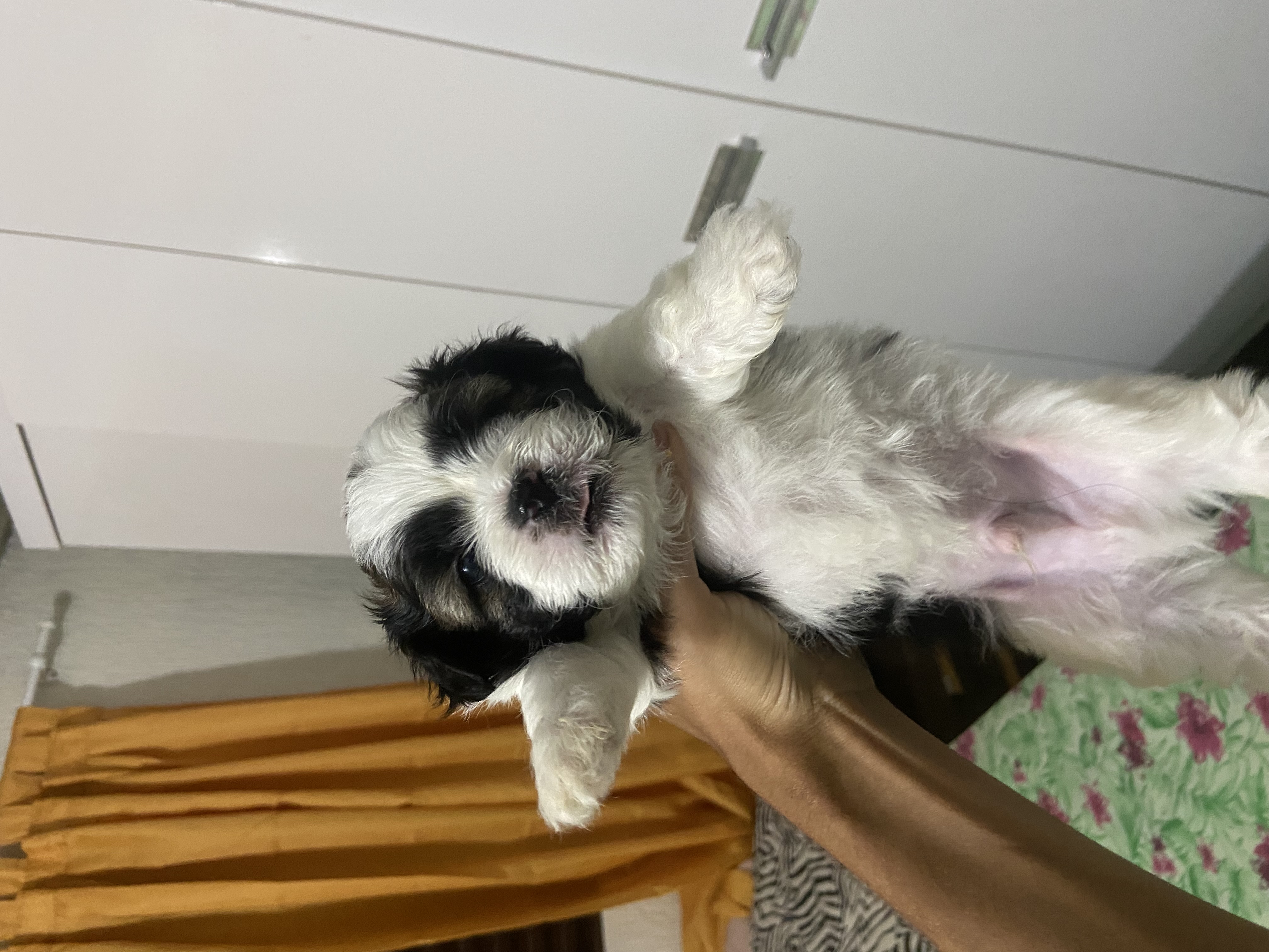 Portal Vendocão Vendo filhotes Varjão 