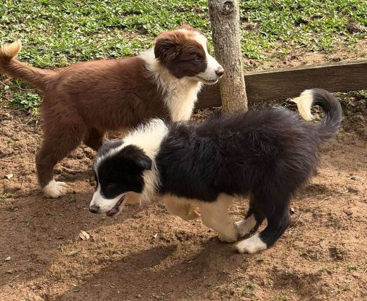 Filhotes de Border Collie - muito pelo , pais com pedigree cbkc