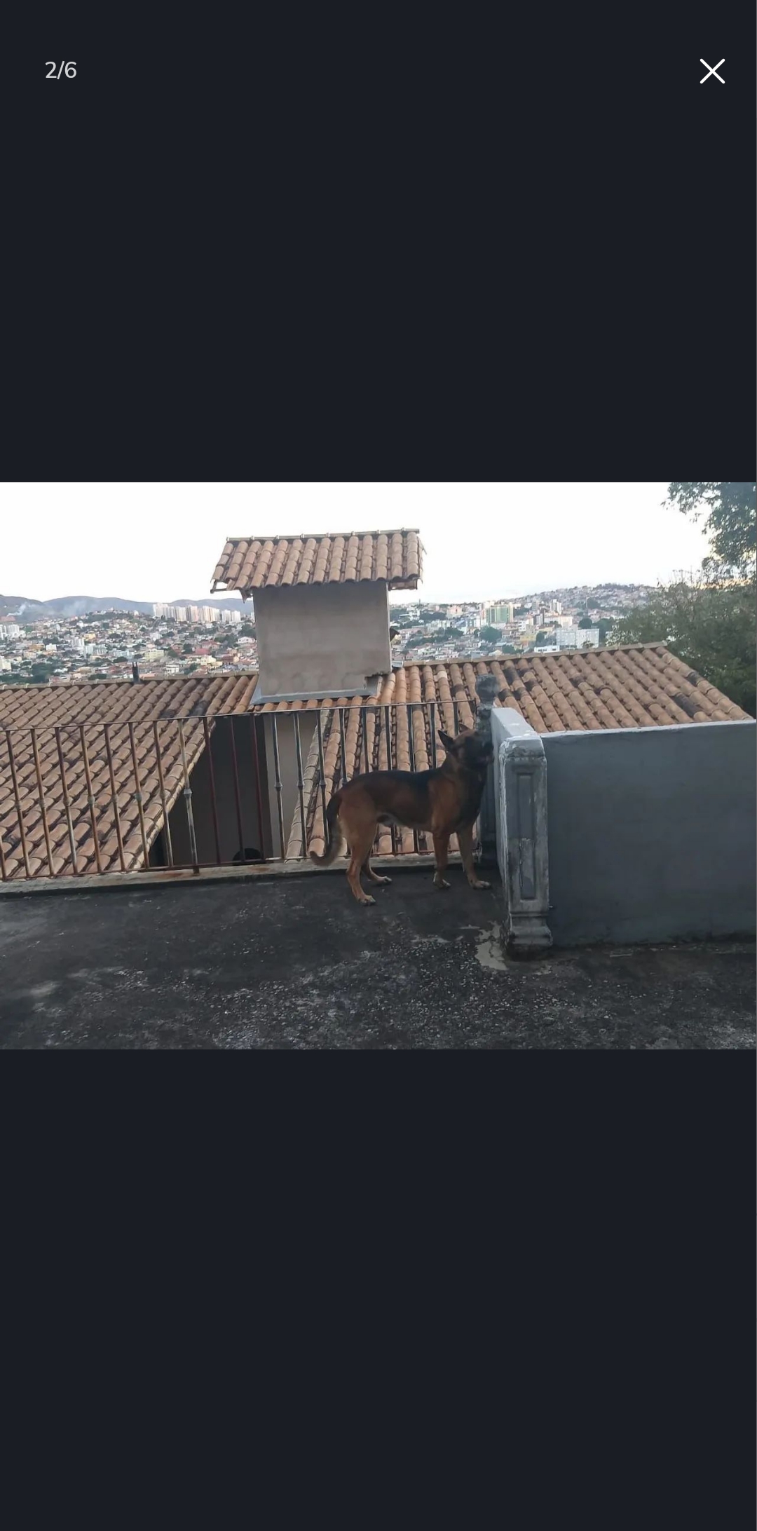 Portal Vendocão Pastor Belga Malinois / Alemão  Belo Horizonte 