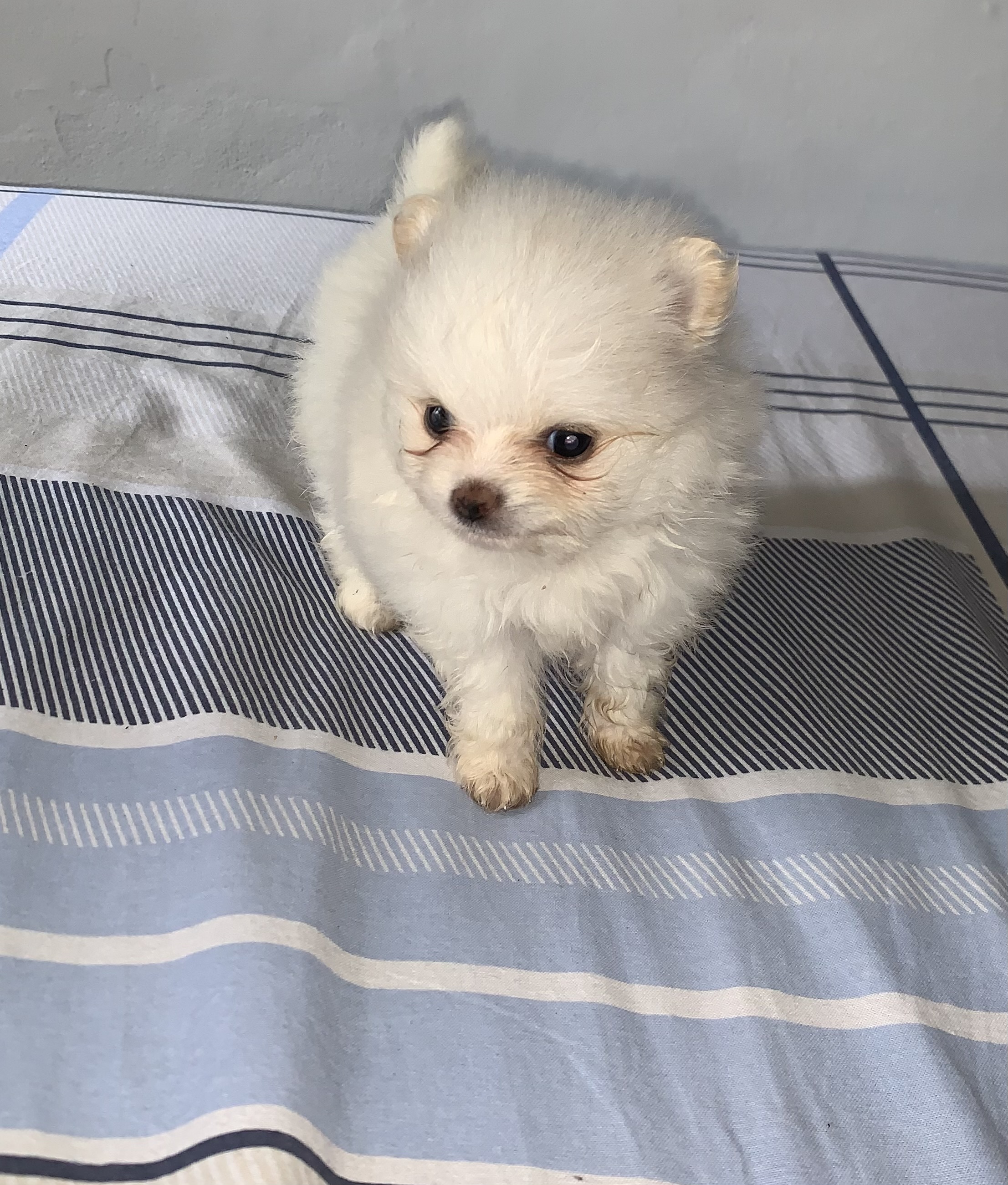 Filhotes de Lulu da Pomerania mini  - Foto 5