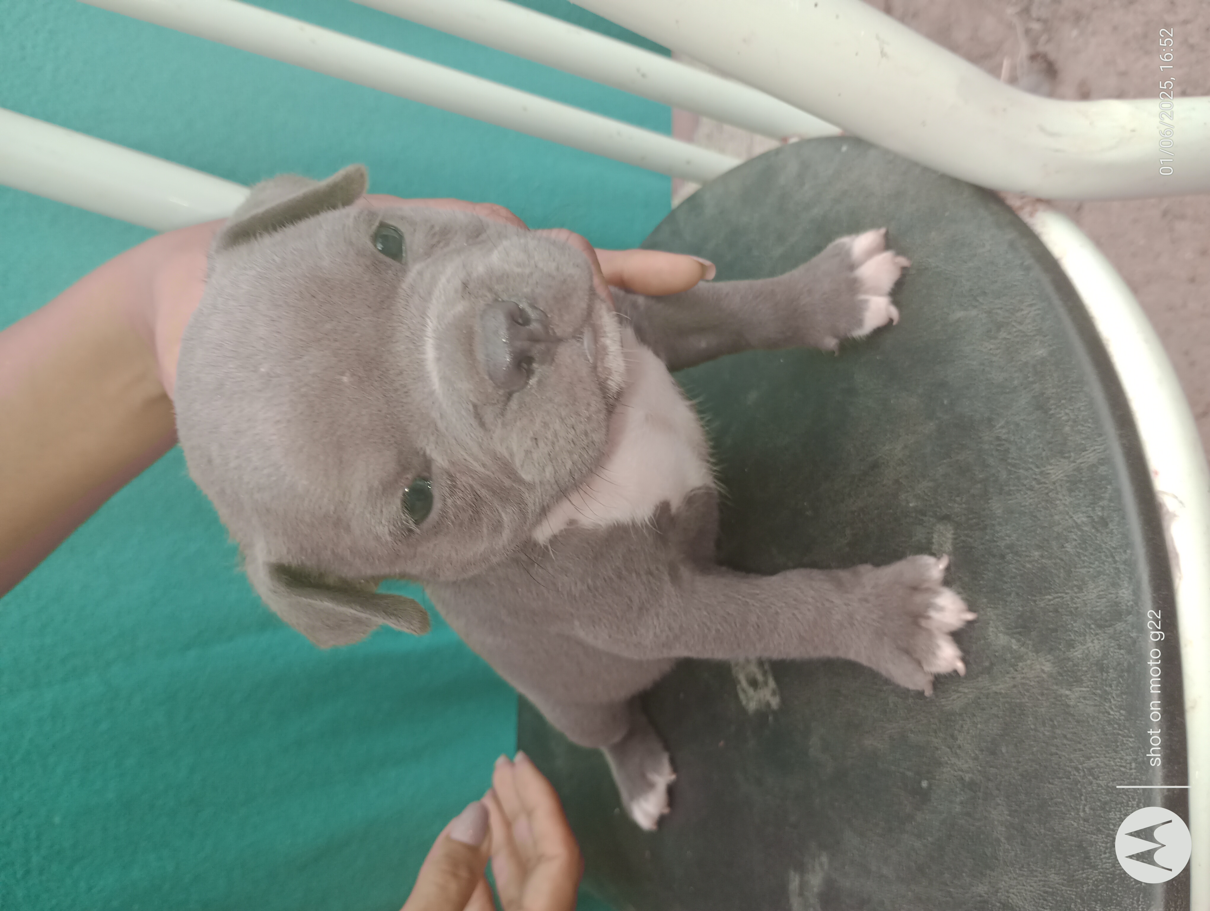 Portal Vendocão Filhote de American Bully  Paulista 