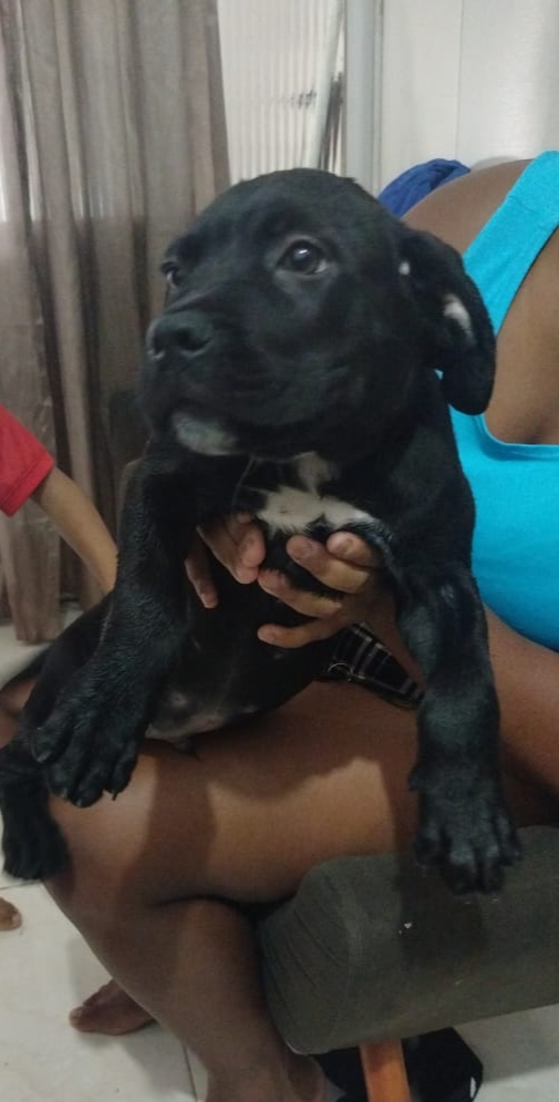 Cane corso italiano 