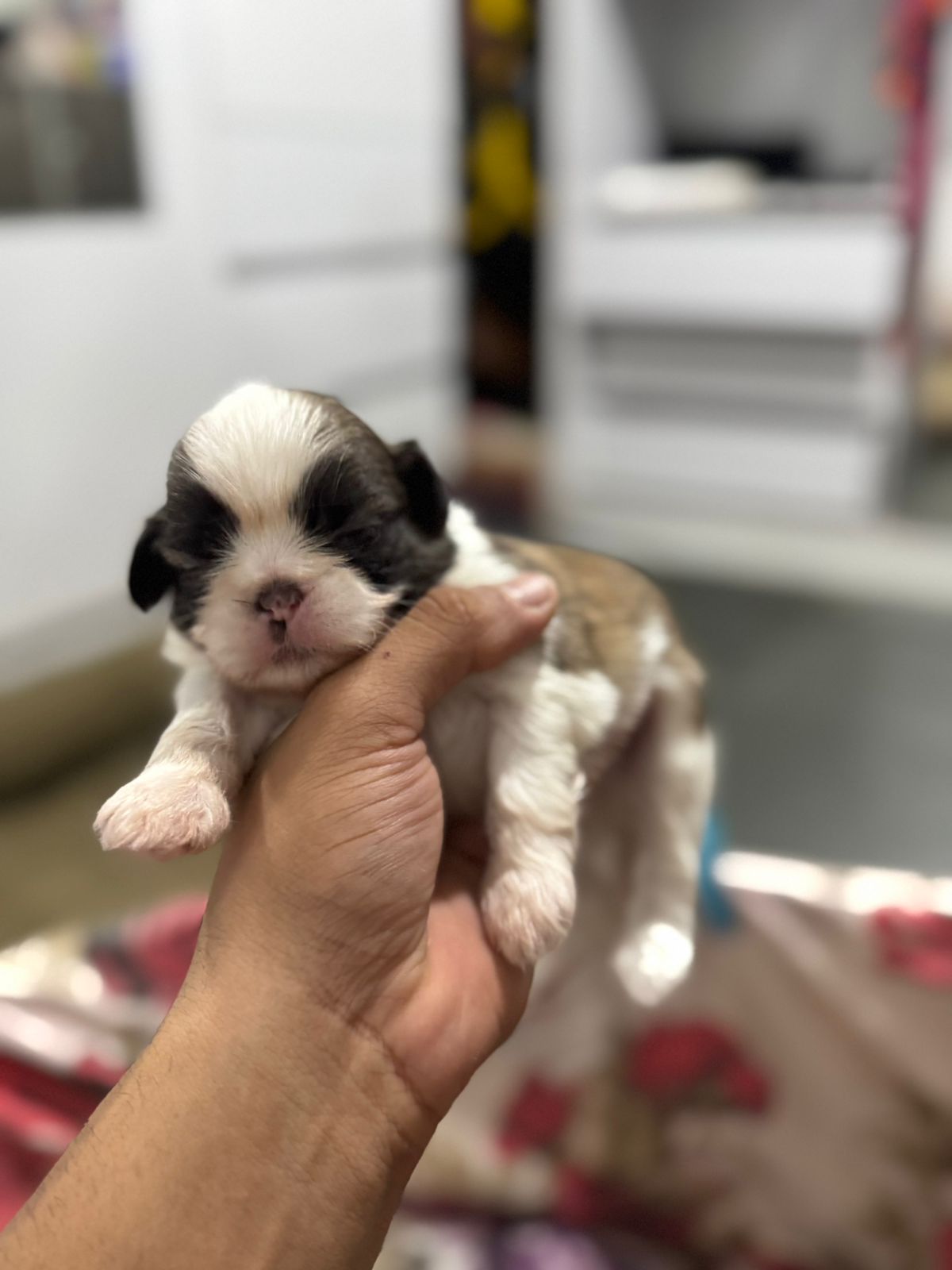 FILHOTES DE SHIH TZU  - Foto 3