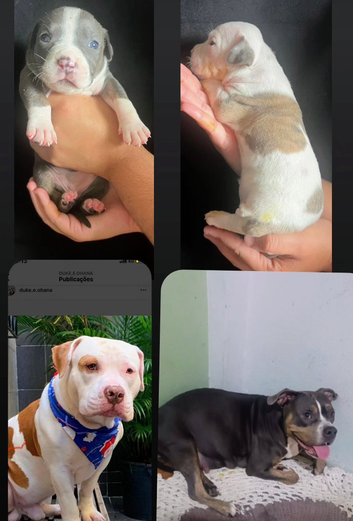 Portal Vendocão Filhotes de American Bully (Pedigree com linhagem ) Rio de Janeiro