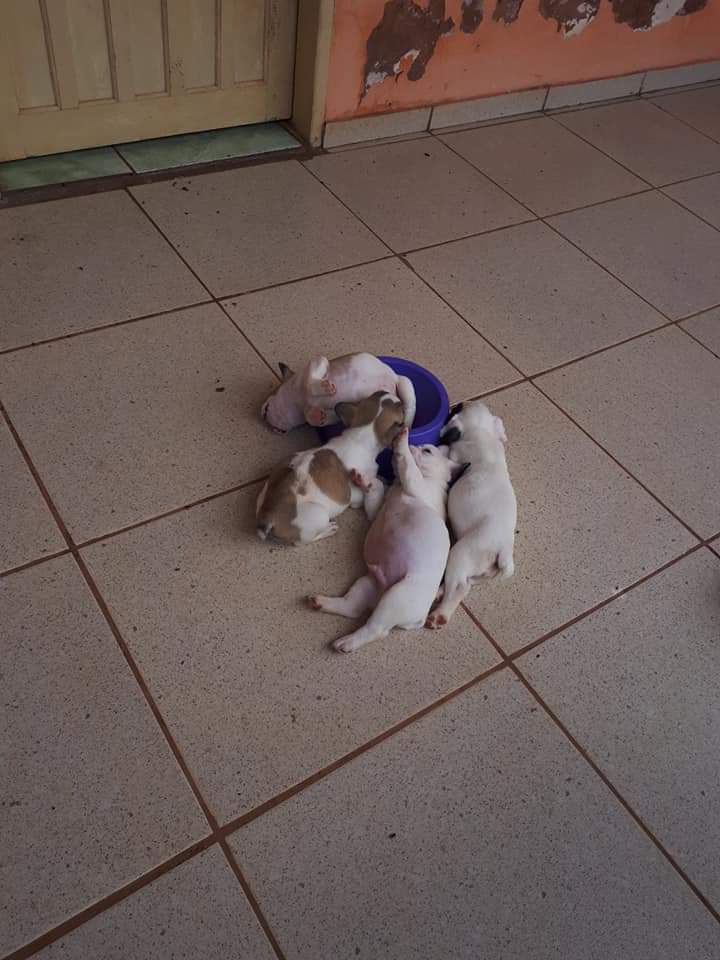 Portal Vendocão Buldog Francês  Campo grande ms 