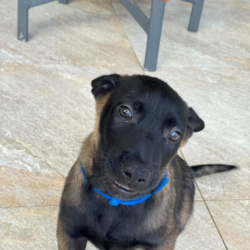 Lindos filhotes de Malinois com 50 dias. Todos com pedegree CBKC. 3 machos e 2 fémeas - Foto 3