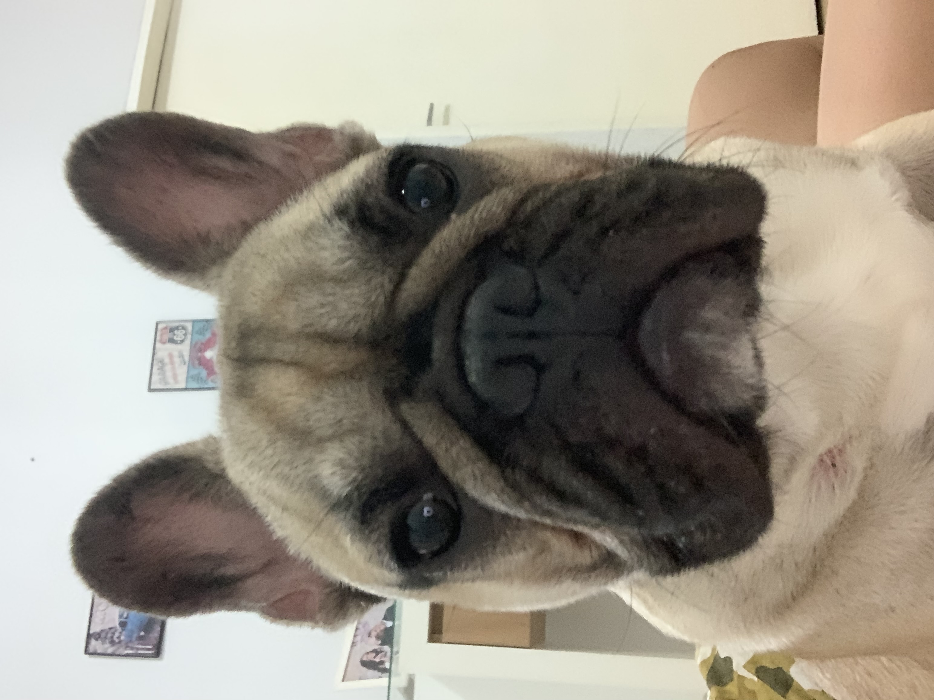 Portal Vendocão Buldogue francês  Goiânia 