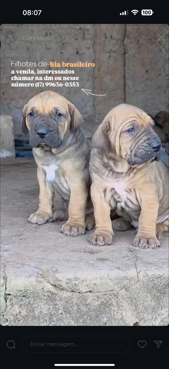 Portal Vendocão Vendo filhotes de Fila brasileiro  José Bonifácio