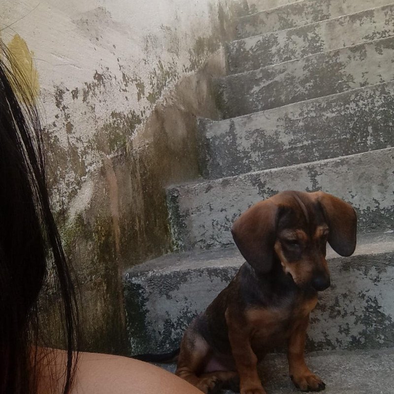 Filhotinha 4 meses