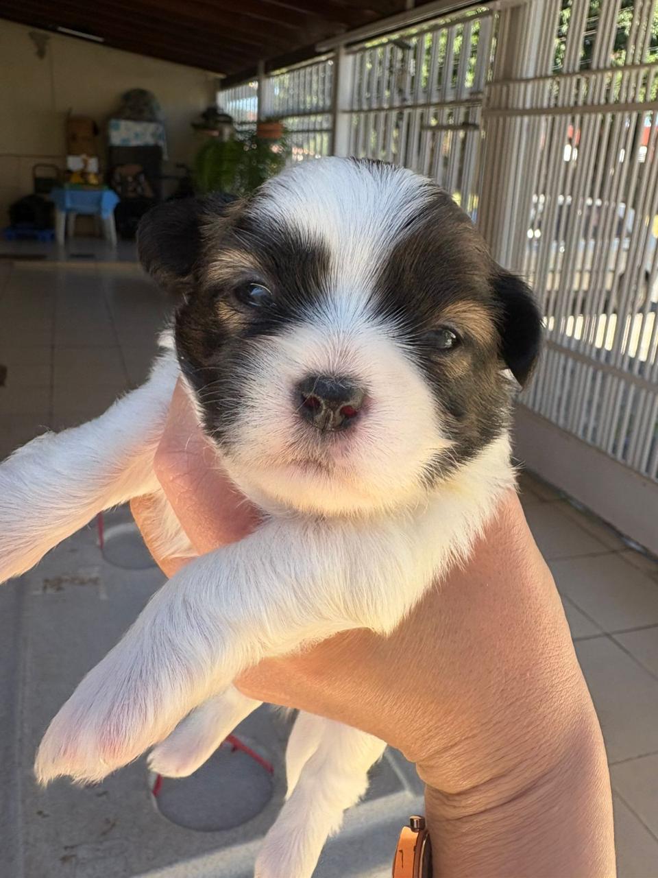 Portal Vendocão Filhotes Shi Tzu BRASILIA