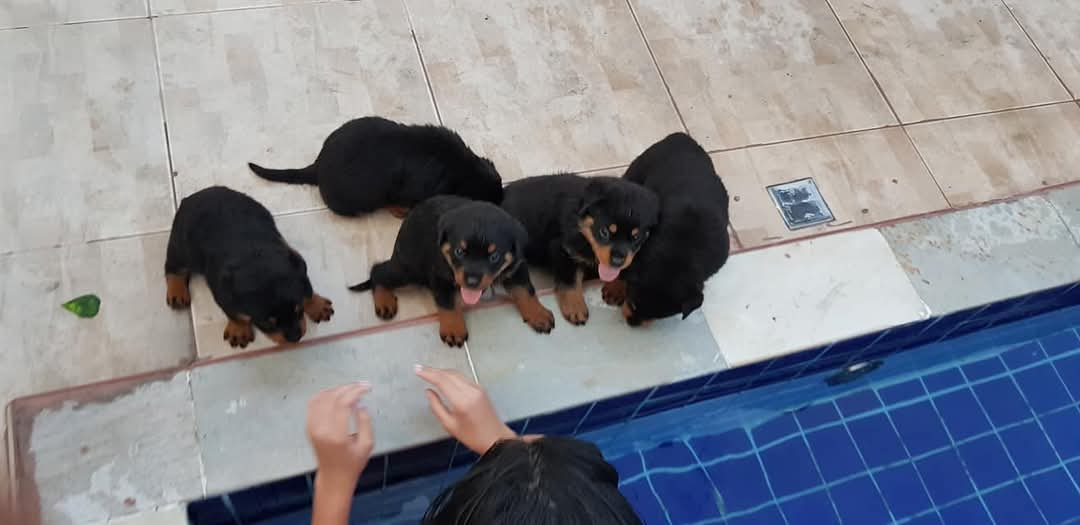 Portal Vendocão Vendo filhotes da raça rotweiller, 100% com pedigree expedido pela cbkc (pais estão no local) Manaus