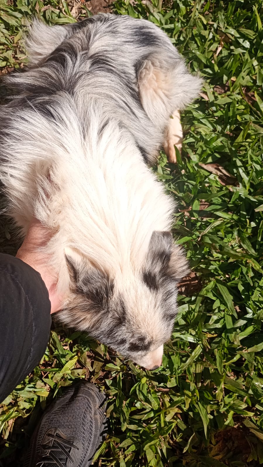 Cachorro  - Foto 2