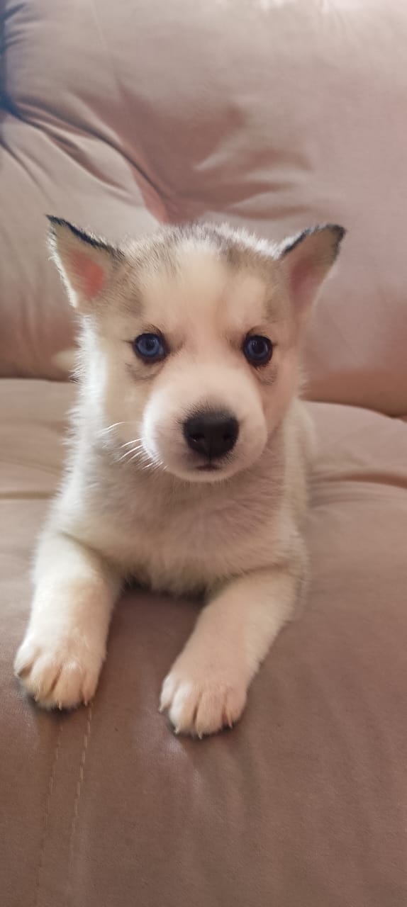 Portal Vendocão Husky siberiano  Franco da rocha 