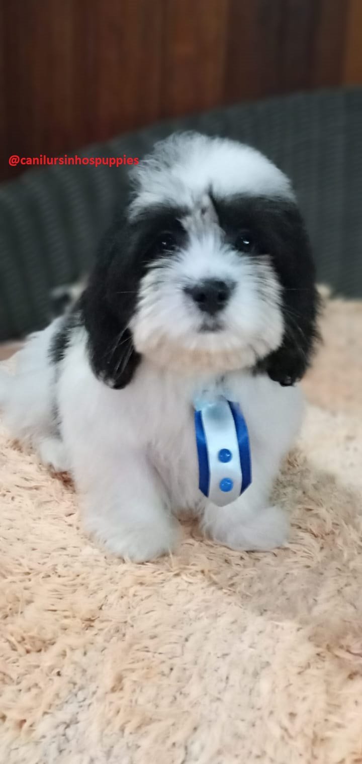 lhasa apso garanta hoje seu bebe #canilursinhospuppies  - Foto 3