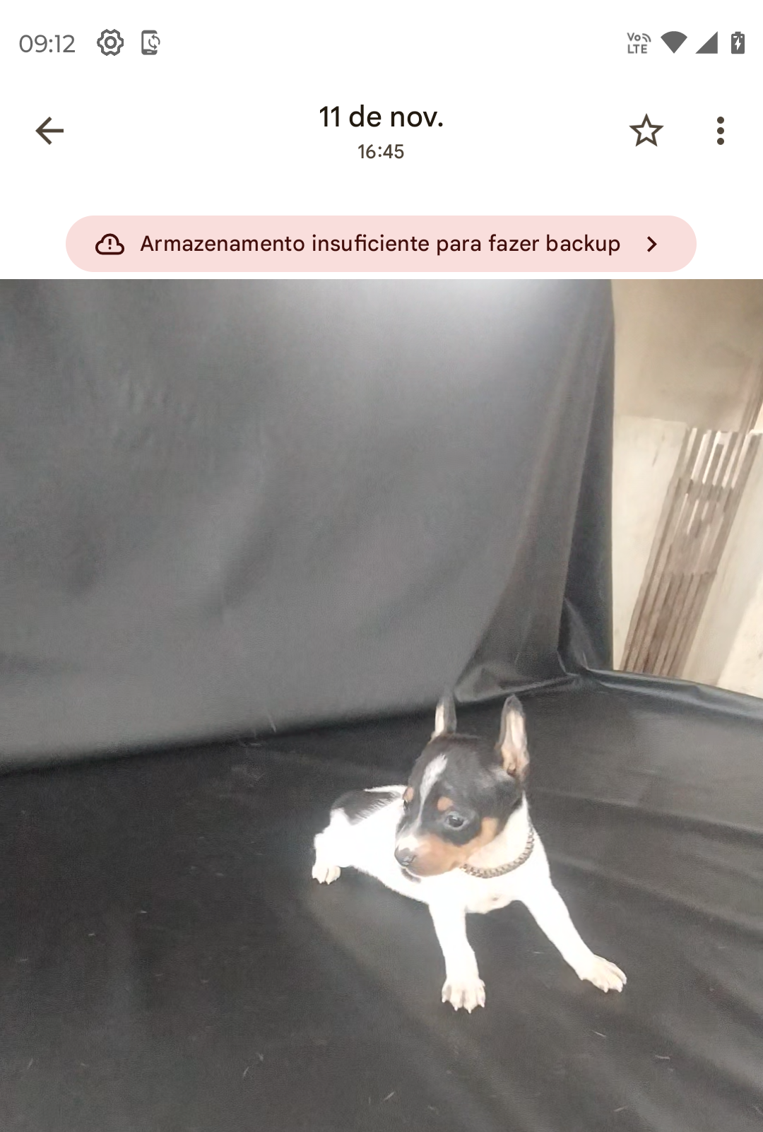 Portal Vendocão PINSCHER LINDOS FILHOTES Vila velha es