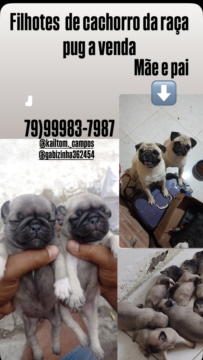 Portal Vendocão Vando filhotes de pug  Propriá 