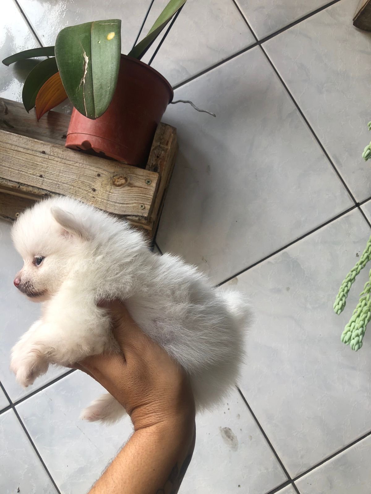 Lulu da Pomerania Ursinho  - Foto 1