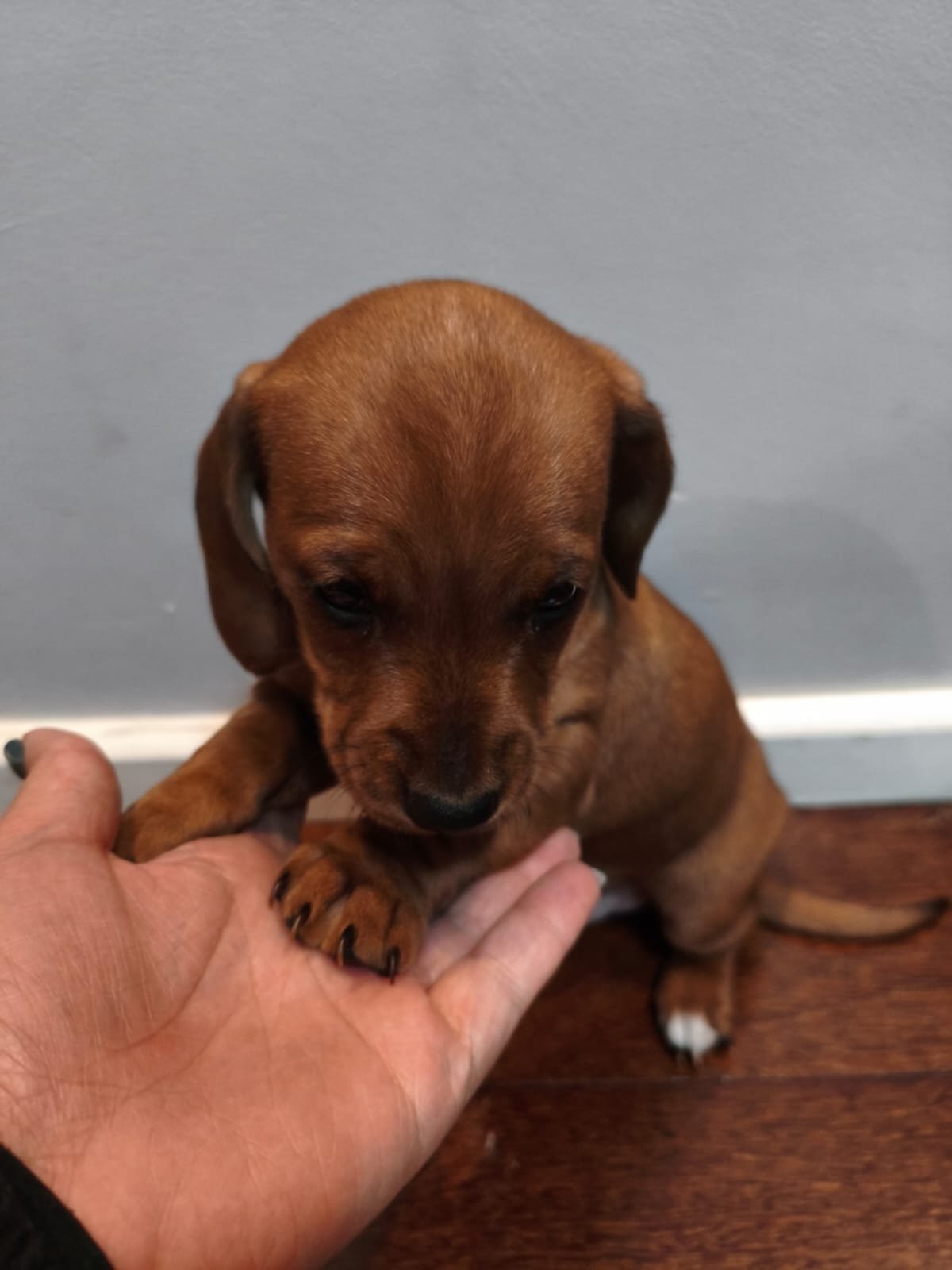 Filhotinho de dachshund salsichinha.  - Foto 2