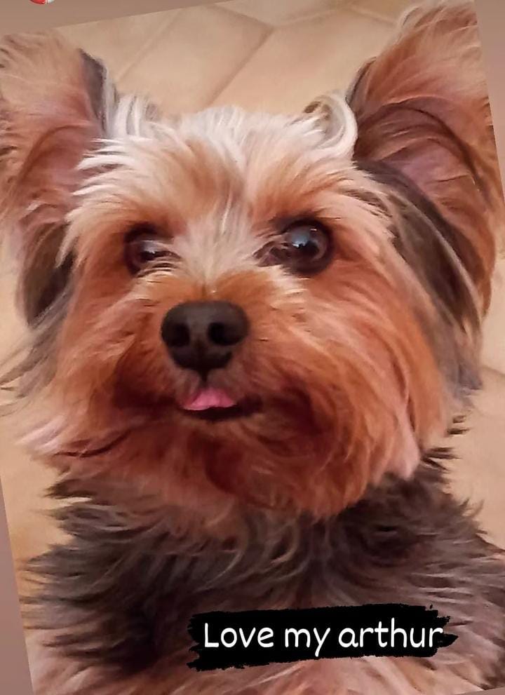 Portal Vendocão Procuro namorada para Arthur cão yorkshire pequeno Taubaté