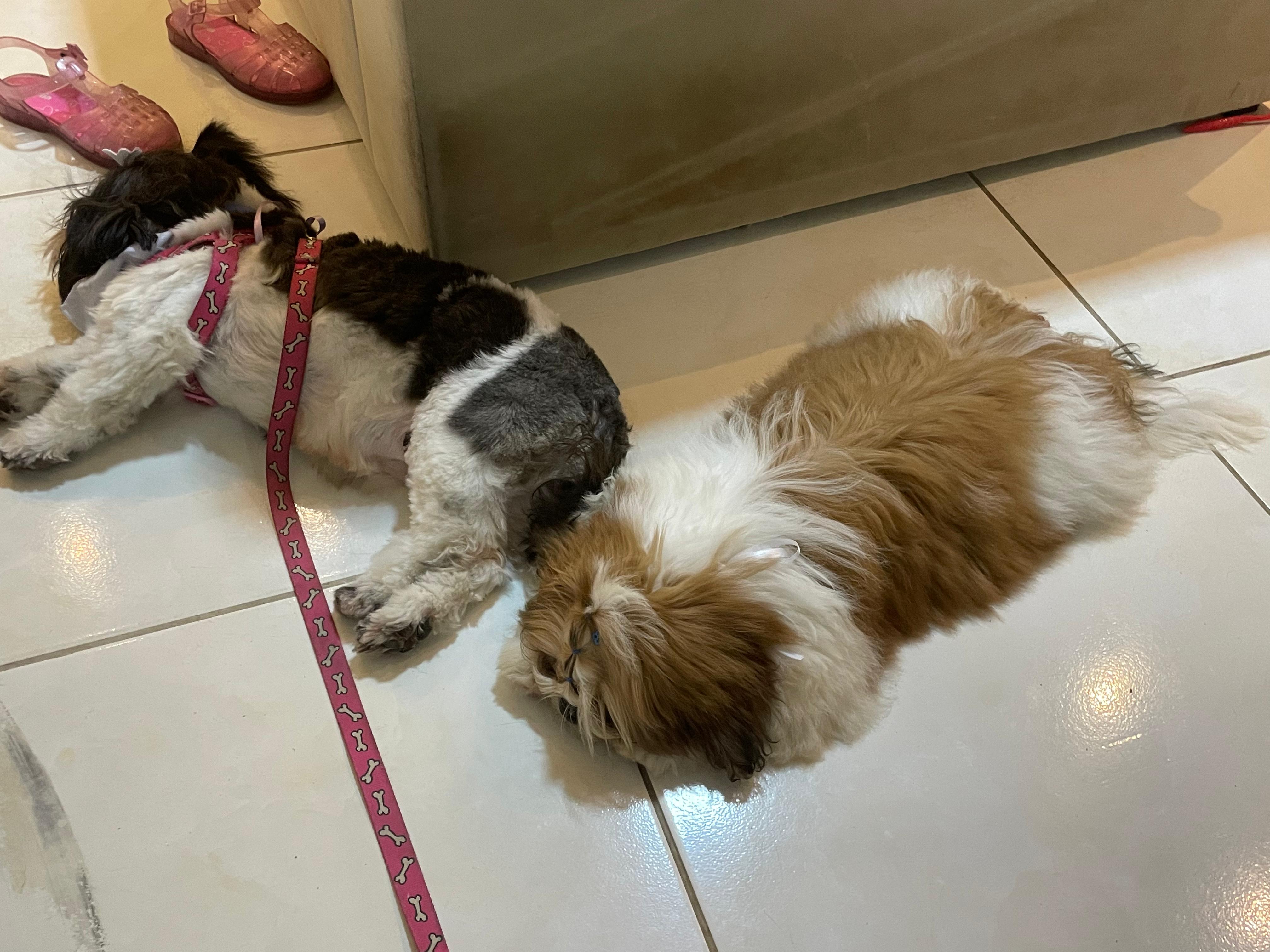 Portal Vendocão Shih Tzu filhote macho  Recife