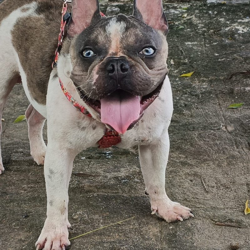 Bulldog francês macho exótico Merlin