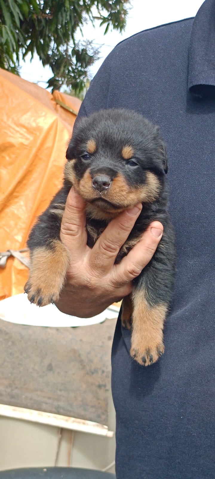 Portal Vendocão Vendo filhotes de rottweiler puros. Uberaba
