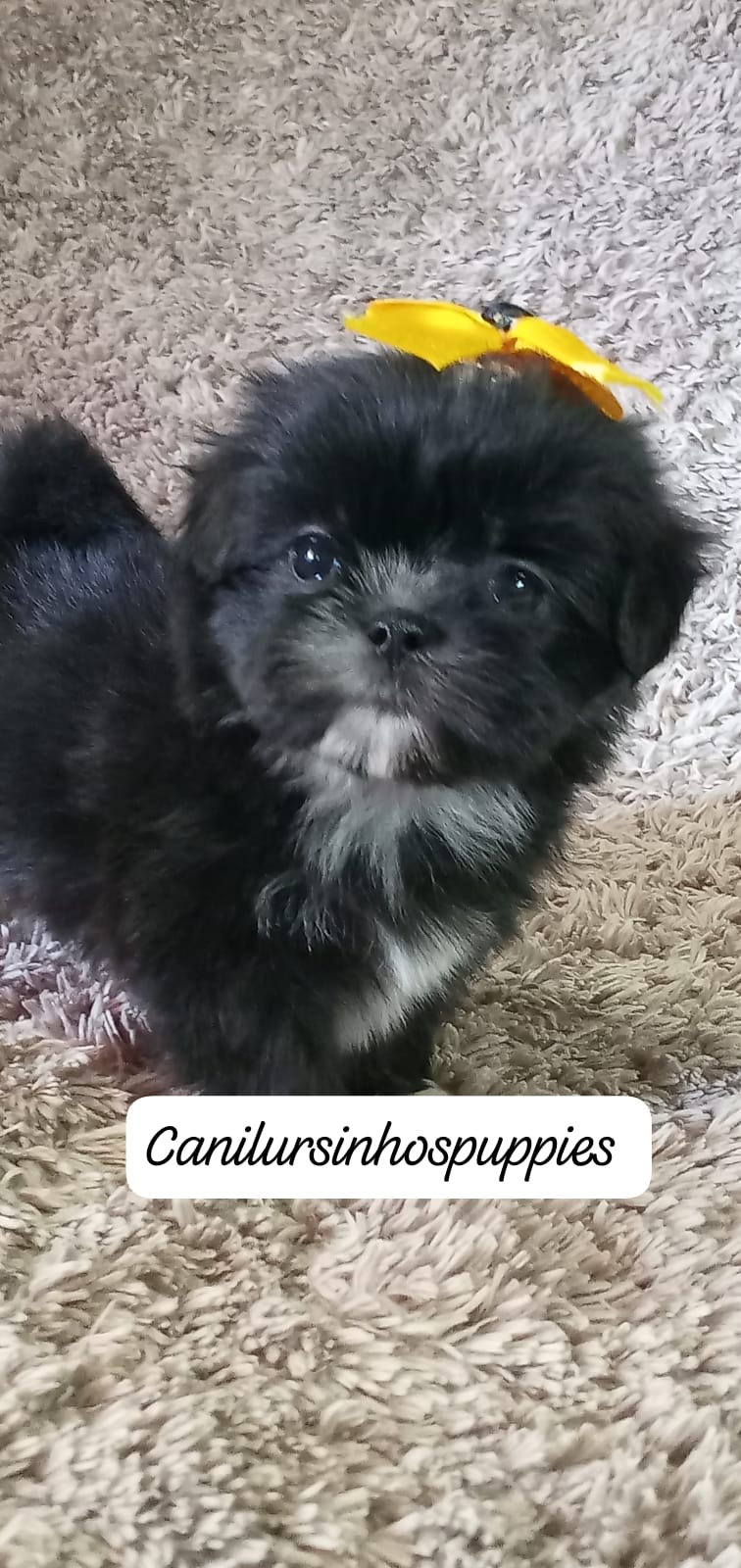 lhasa apso lindos bebes pronta entrega #canilursinhospuppies  - Foto 5