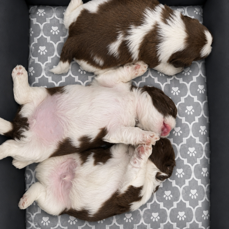 Filhotes de Shi tzu 2 machos e 1 fêmea macho 1.200 e fêmea 1.500 - Foto 1