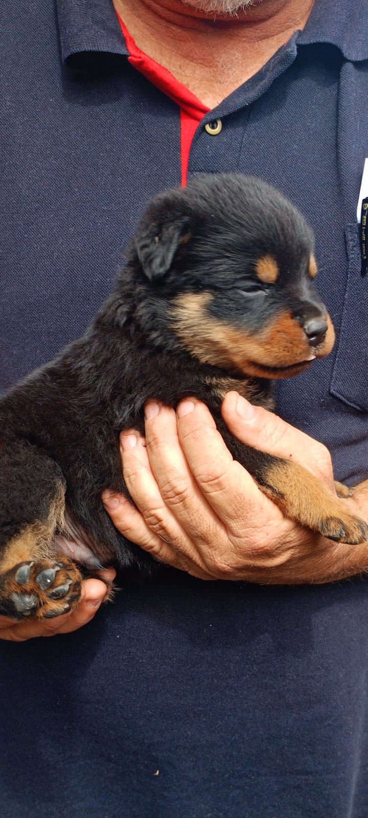 Portal Vendocão Vendo filhotes de rottweiler puros. Uberaba