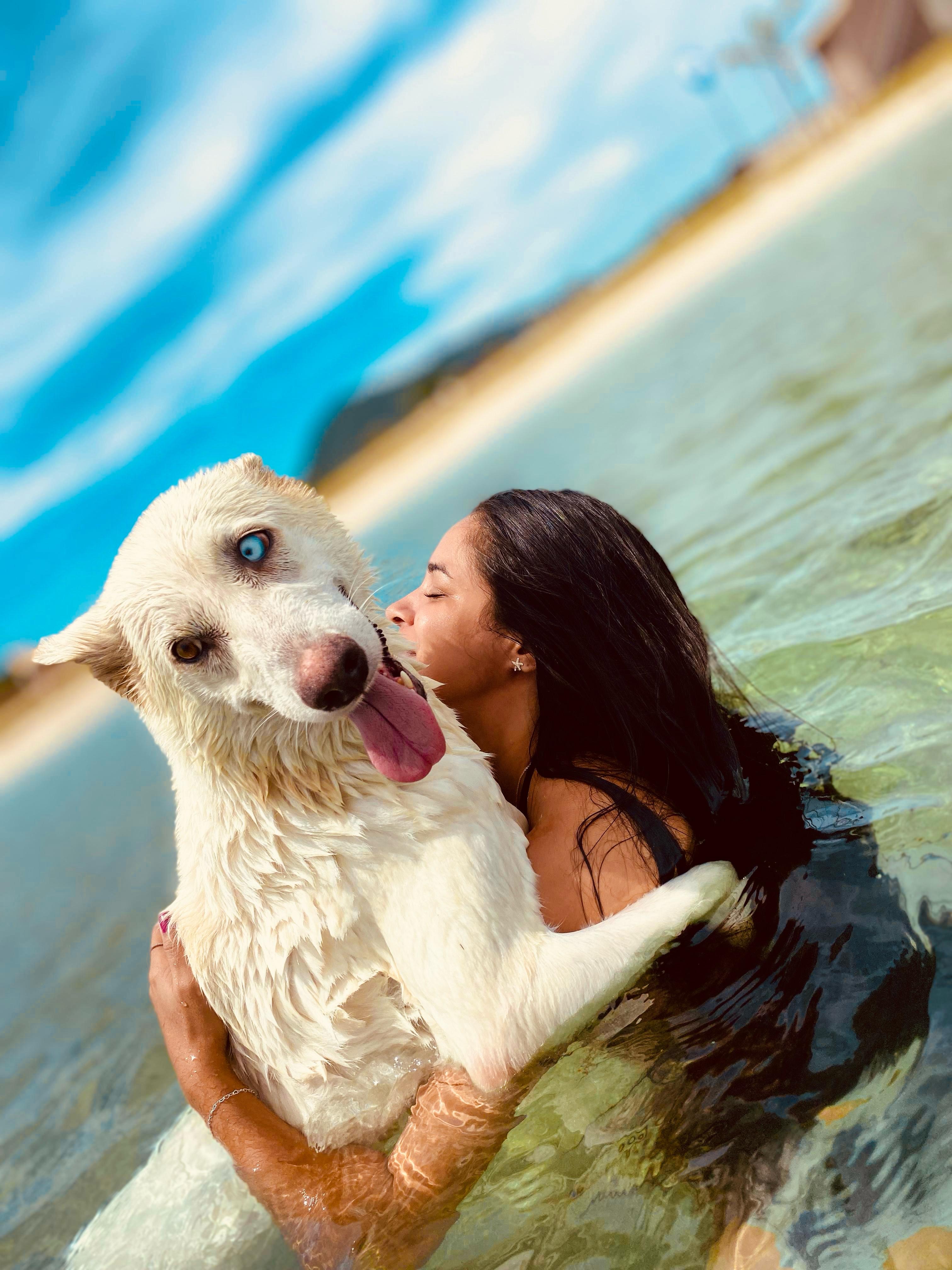 Portal Vendocão HUSKY SIBERIANO BRANCO  Iguaba grande 