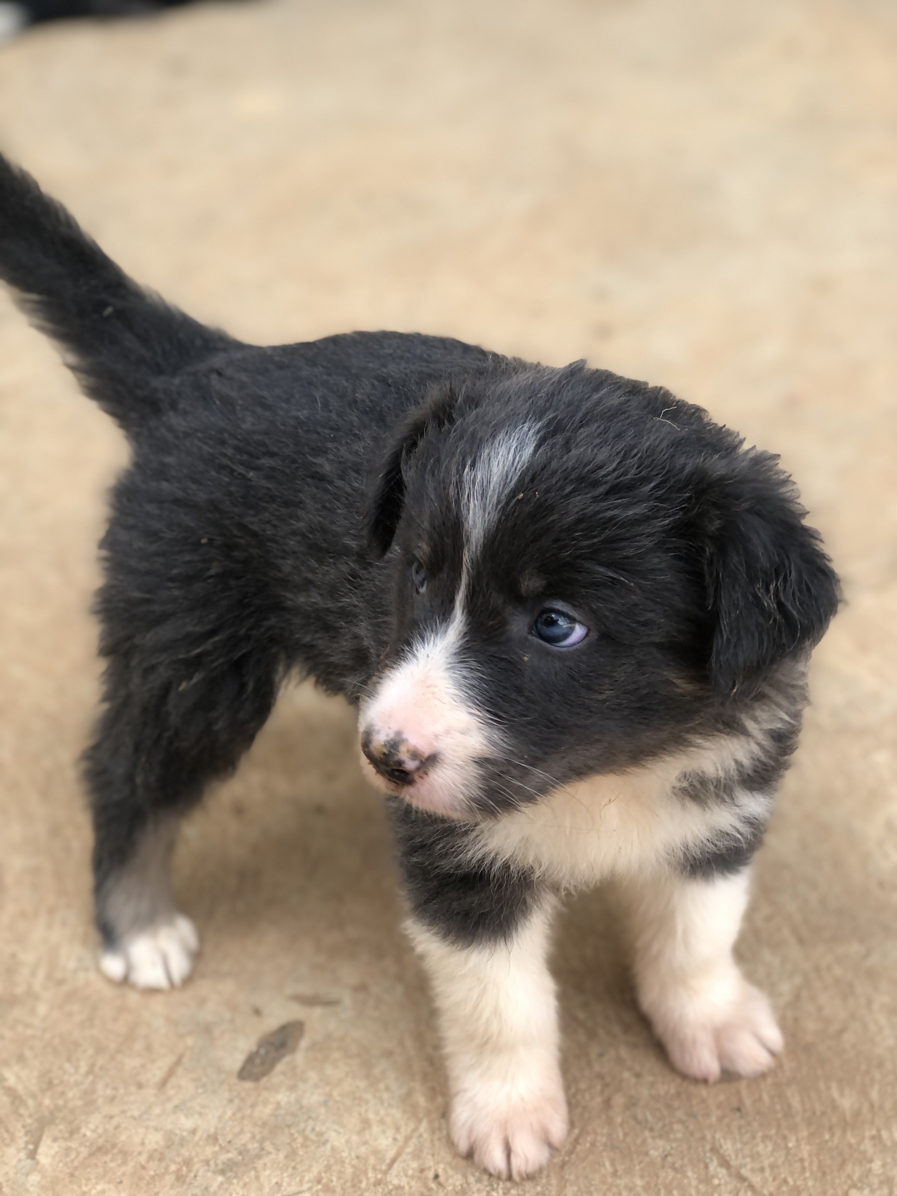 Filhotes de Border Collie - Foto 5