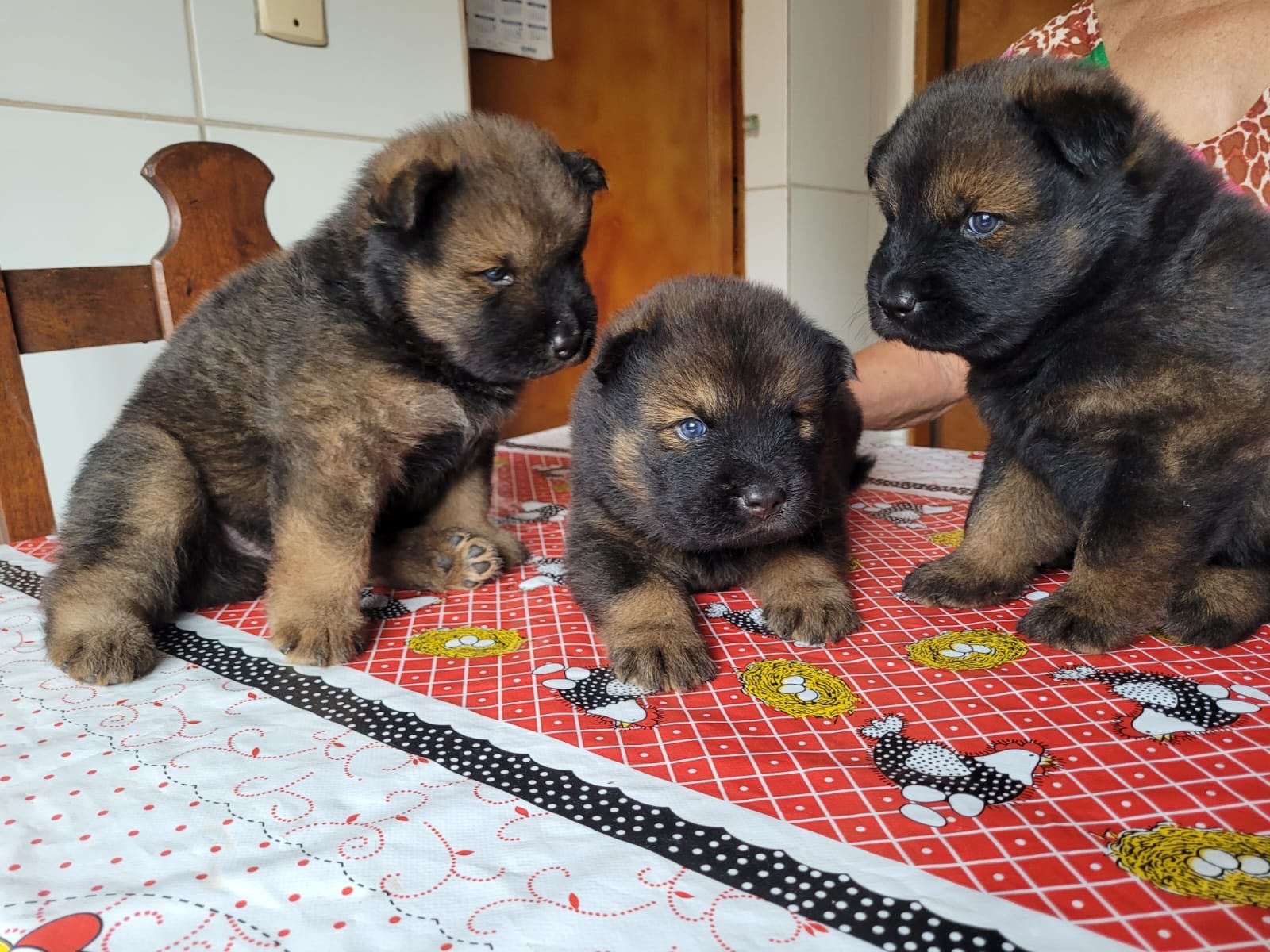 Vendo filhote Chusky - Husky com Chow Chow - Foto 3
